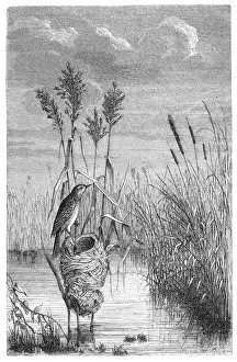 Great reed warbler (Acrocephalus arundinaceus)