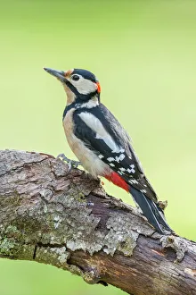 Great Spotted Woodpecker -Dendrocopos major-, Tyrol, Austria Great Spotted Woodpecker -Dendrocopos major-, Tyrol, Austria