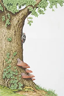 Great Spotted Woodpecker (Dendrocopos major) clinging to side of oak tree trunk overgrown with bracket fungi and ivy Great Spotted Woodpecker (Dendrocopos major) clinging to side of oak tree trunk overgrown with bracket fungi and ivy