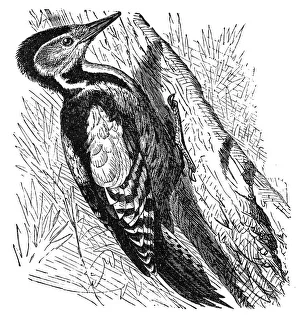 The great spotted woodpecker (Dendrocopos major) The great spotted woodpecker (Dendrocopos major)