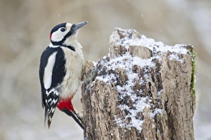 Great Spotted Woodpecker -Dendrocopos major- on a tree stump, North Hesse, Hesse, Germany Great Spotted Woodpecker -Dendrocopos major- on a tree stump, North Hesse, Hesse, Germany