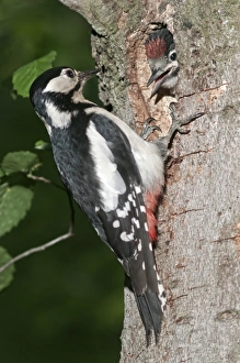 Great Spotted Woodpecker -Picoides major-, female feeding young birds at a nesting hole, Wasseralfingen Great Spotted Woodpecker -Picoides major-, female feeding young birds at a nesting hole, Wasseralfingen
