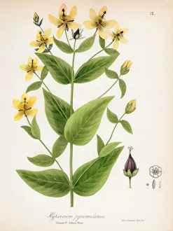 Great St. Johnswort botanical engraving 1843 Great St. Johnswort botanical engraving 1843