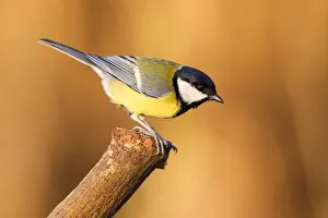 Great Tit (Parus major) on branch, Hesse, Germany Great Tit (Parus major) on branch, Hesse, Germany