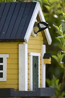 Great tit -Parus major- looking out of a nesting box, Stuttgart, Baden-Wuerttemberg Great tit -Parus major- looking out of a nesting box, Stuttgart, Baden-Wuerttemberg