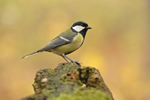 Great Tit -Parus major- perched on a stump in autumn, Leipzig, Saxony, Germany Great Tit -Parus major- perched on a stump in autumn, Leipzig, Saxony, Germany