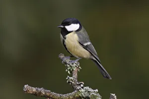 Great Tit -Parus montanus- perched on a branch, Neunkirchen, Siegerland district Great Tit -Parus montanus- perched on a branch, Neunkirchen, Siegerland district