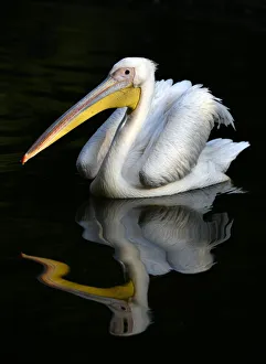 Great white pelican (Pelecanus onocrotalus), reflection in the water, captive, Germany Great white pelican (Pelecanus onocrotalus), reflection in the water, captive, Germany