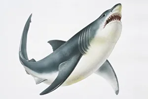 Great White Shark (Carcharodon carcharias) showing its teeth, low angle view Great White Shark (Carcharodon carcharias) showing its teeth, low angle view