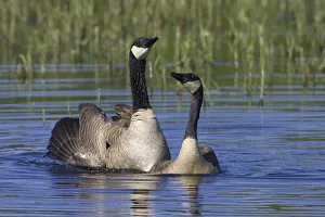 Greater Canada geese (Branta canadensis) swimming, Oregon, USA Greater Canada geese (Branta canadensis) swimming, Oregon, USA
