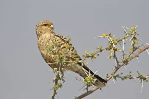 Greater Kestrel or White-eyed Kestrel -Falco rupicoloides-, Etosha National Park, Namibia Greater Kestrel or White-eyed Kestrel -Falco rupicoloides-, Etosha National Park, Namibia