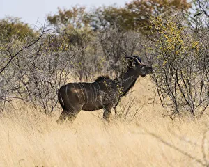 Greater Kudu -Tragelaphus strepsiceros-, Etosha National Park, Namibia Greater Kudu -Tragelaphus strepsiceros-, Etosha National Park, Namibia