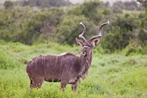 Greater Kudu -Tragelaphus strepsiceros- at Addo Elephant Park, South Africa Greater Kudu -Tragelaphus strepsiceros- at Addo Elephant Park, South Africa