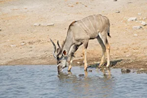 Greater Kudu -Tragelaphus strepsiceros- drinking at a waterhole, Etosha National Park, Namibia Greater Kudu -Tragelaphus strepsiceros- drinking at a waterhole, Etosha National Park, Namibia