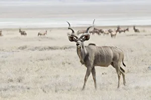 Greater Kudu -Tragelaphus strepsiceros- roaming pastureland, Etosha National Park, Namibia Greater Kudu -Tragelaphus strepsiceros- roaming pastureland, Etosha National Park, Namibia