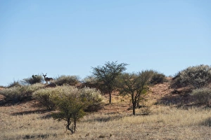 Greater Kudu -Tragelaphus strepsiceros- on sand dune, Kalahari, Namibia Greater Kudu -Tragelaphus strepsiceros- on sand dune, Kalahari, Namibia
