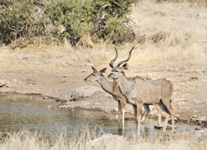 Greater Kudus -Tragelaphus strepsiceros-, Koinachas water hole, Etosha National Park, Namibia Greater Kudus -Tragelaphus strepsiceros-, Koinachas water hole, Etosha National Park, Namibia