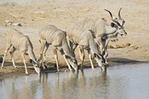 Greater Kudus -Tragelaphus strepsiceros- drinking at a waterhole, Etosha National Park, Namibia Greater Kudus -Tragelaphus strepsiceros- drinking at a waterhole, Etosha National Park, Namibia