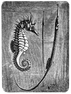 Greater pipefish and short-snouted seahorse Greater pipefish and short-snouted seahorse