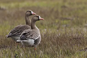 Greater white-fronted geese (Anser albifrons), Oregon, USA Greater white-fronted geese (Anser albifrons), Oregon, USA