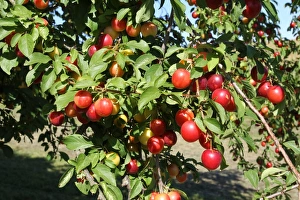 Greek Cherry Plum or Myrobalan Plum -Prunus cerasifera-, organic farming, Lower Austria Greek Cherry Plum or Myrobalan Plum -Prunus cerasifera-, organic farming, Lower Austria