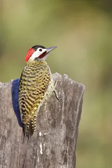 Green-barred Woodpecker (Colaptes melanochloros) Green-barred Woodpecker (Colaptes melanochloros)