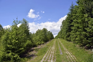 Green Belt, former inner-German border patrol path with the overgrown death strip Green Belt, former inner-German border patrol path with the overgrown death strip