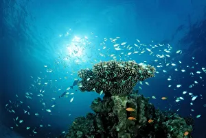 Green Chromis (Chromis viridis) on the coral reef, Indian Ocean, Maldives Green Chromis (Chromis viridis) on the coral reef, Indian Ocean, Maldives