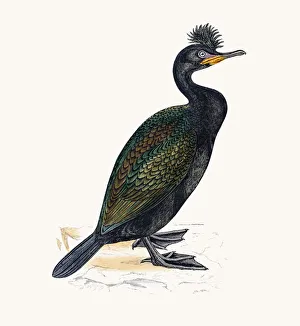 Green Cormorant bird Green Cormorant bird