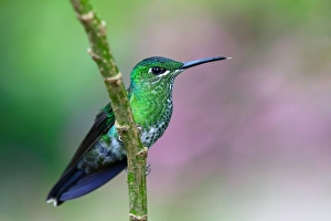 Green-crowned brilliant hummingbird - Costa Rica Green-crowned brilliant hummingbird - Costa Rica