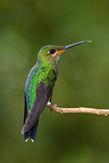 Green-crowned brilliant hummingbird (juvenile) - Costa Rica Green-crowned brilliant hummingbird (juvenile) - Costa Rica