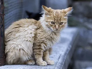 Green eyed cat sitting on a stone wall staring Green eyed cat sitting on a stone wall staring
