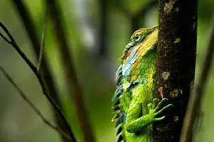 Animal Body Part Photography Prints: Green Forest Lizard