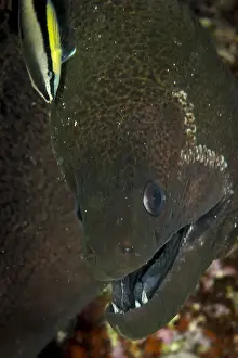 Images Dated 16th August 2015: Green Moray Eel Print
