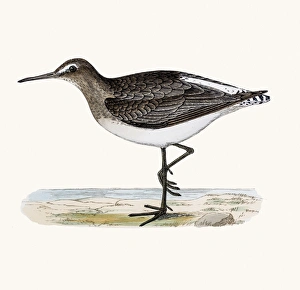 Green Sandpiper shorebird Green Sandpiper shorebird