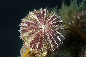Green sea urchin -Strongylocentrotus droebachiensis-, Japan Sea, Primorsky Krai, Russian Federation, Far East Green sea urchin -Strongylocentrotus droebachiensis-, Japan Sea, Primorsky Krai, Russian Federation, Far East