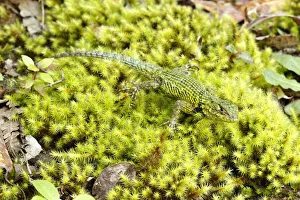 Green spiny lizard (Sceleporus malachiticus) Green spiny lizard (Sceleporus malachiticus)