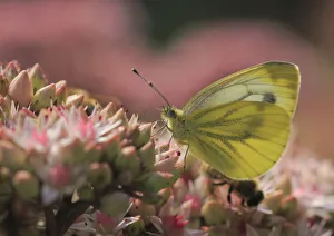 Green-veined White -Pieris napi- on Orpine -Sedum telephium-, North Rhine-Westphalia, Germany Green-veined White -Pieris napi- on Orpine -Sedum telephium-, North Rhine-Westphalia, Germany