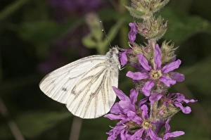 Green-veined White -Pieris napi- seeking nectar from a Purple Loosestrife, Untergroeningen, Baden-Wuerttemberg, Germany Green-veined White -Pieris napi- seeking nectar from a Purple Loosestrife, Untergroeningen, Baden-Wuerttemberg, Germany