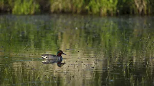 Green-winged Teal (Anas crecca) drake, Baskett Slough National Wildlife Refuge, Oregon, USA Green-winged Teal (Anas crecca) drake, Baskett Slough National Wildlife Refuge, Oregon, USA