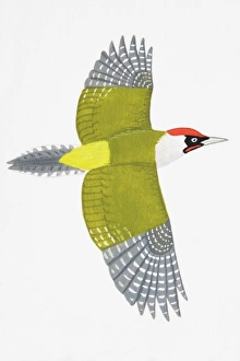 Green Woodpecker (Picus viridis), adult male Green Woodpecker (Picus viridis), adult male