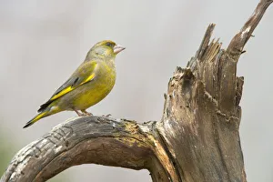 Greenfinch -Chloris chloris-, Tyrol, Austria Greenfinch -Chloris chloris-, Tyrol, Austria