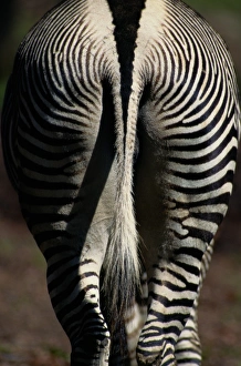 Grevys zebra (Equus grevyi), hindquarters Grevys zebra (Equus grevyi), hindquarters