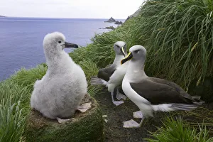 Two grey-headed albatross (Thalassarche chrysostoma) and chick in nest Two grey-headed albatross (Thalassarche chrysostoma) and chick in nest