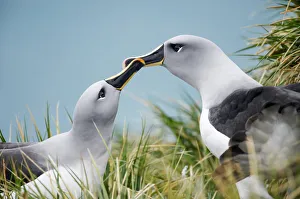 Grey-headed Albatross (Thalassarche chrysostoma) Grey-headed Albatross (Thalassarche chrysostoma)