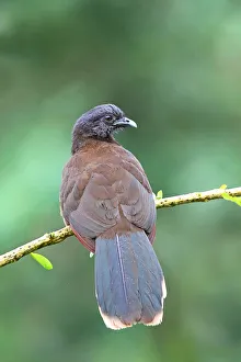 Grey-headed Chachalaca (Ortalis cinereiceps) adult Grey-headed Chachalaca (Ortalis cinereiceps) adult