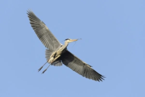 Grey Heron -Ardea cinerea- in flight with nesting material, Hamburg, Germany Grey Heron -Ardea cinerea- in flight with nesting material, Hamburg, Germany