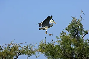 Grey Heron -Ardea cinerea- landing in a tree crown, Camargue, France, Europe Grey Heron -Ardea cinerea- landing in a tree crown, Camargue, France, Europe