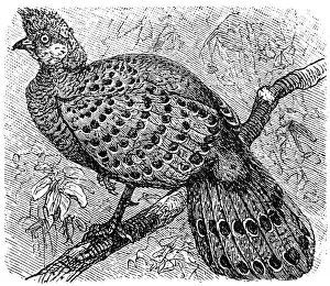 Grey Peacock-Pheasant old illustration (Polyplectron bicalcaratum) Grey Peacock-Pheasant old illustration (Polyplectron bicalcaratum)
