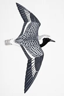 Collections/dorling kindersley prints/grey plover pluvialis squatarola Collections/dorling kindersley prints/grey plover pluvialis squatarola